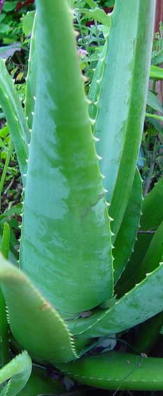 Aloe vera barbadensis