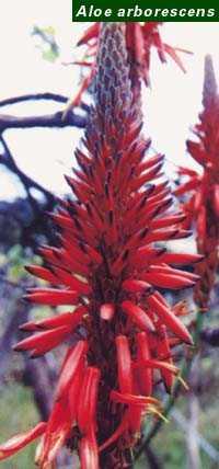 Aloe arborescens