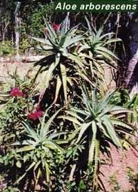 Aloe arborescens