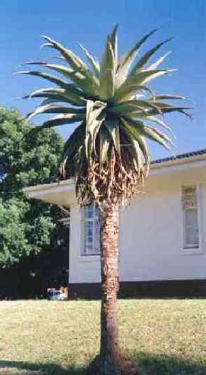 Aloe malothy