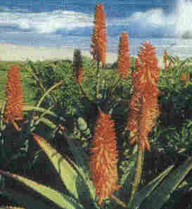 Aloe socotrina