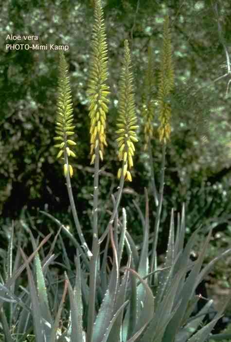 Aloe vera barbadensis