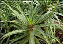 Aloe arborescens