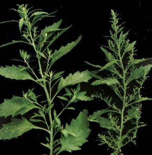 Chenopodium ambrosioides