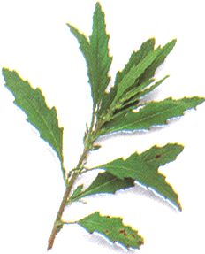 Chenopodium ambrosioides