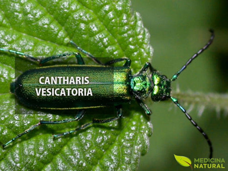 Cantharis vesicatoria