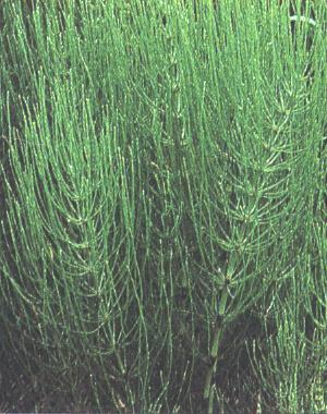 Cavalinha, Equisetum hyemale