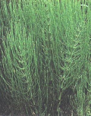 Cavalinha, Equisetum hyemale