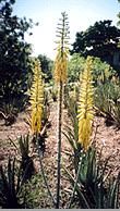 Aloe vera barbadensis