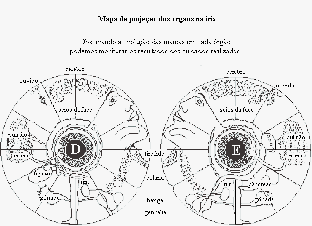 Veja outros mapas detalhados da projeo dos rgos na ris