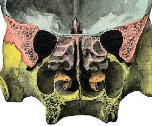Trabeculado Etmoidal e adjacncias
